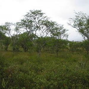 280px-Caatinga-Wikipedia.jpg