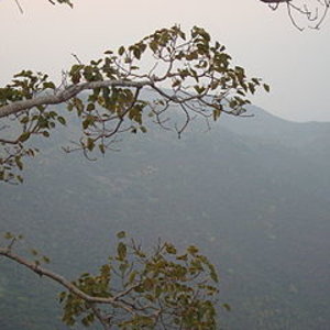 320px-forest_near_rajgir.jpg