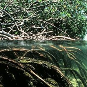 350px-Mangroves.jpg