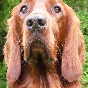 373px-irish_setter_001.jpg