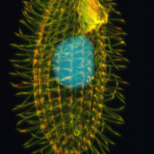 378px-tetrahymena_thermophila.png