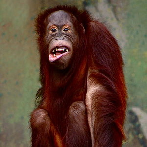 385px-pongo_pygmaeus_orangutang.jpg