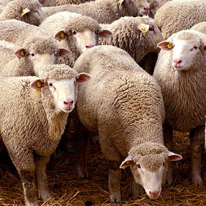 394px-flock_of_sheep.jpg