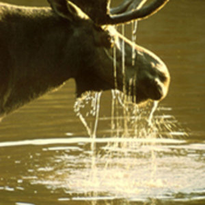 397px-moose.jpg