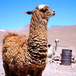 398px-llama_de_bolivia_pixinn.net_.jpg