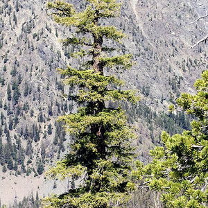 400px-Pseudotsuga_menziesii_7456.JPG
