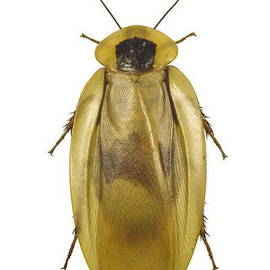 400px-blaberus_giganteus_mhnt_dos.jpg