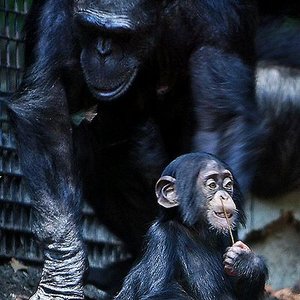 400px-chimpanzee_mom_and_baby_cropped.jpg