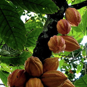 400px-matadecacao.jpg