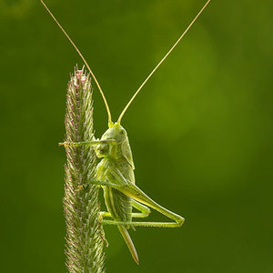 408px-tettigonia_virdissima_nymph_on_phleum_pratense.jpg
