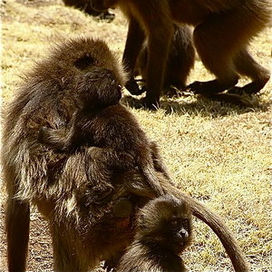 433px-geladamotherandchilds.jpg