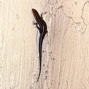 436px-eumeces_inexpectatus_five-lined_skink.jpg