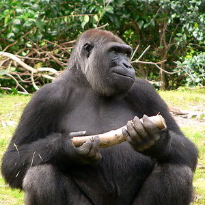 450px-Gorilla_gorilla_gorilla8.jpg