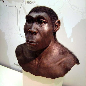450px-homo_erectus.jpg