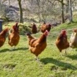 4908043-group-of-chickens-on-a-field-of-grass.jpg