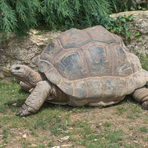 500px-giant_tortoise.jpg