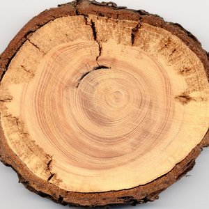 507788-cernes-deux-arbres-correspondant-annees.jpg