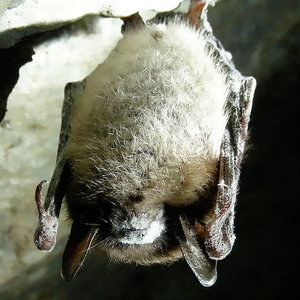509px-little_brown_bat_with_white_nose_syndrome_greeley_mine_cropped.jpg