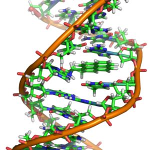 555px-benzopyrene_dna_adduct_1jdg.png