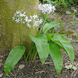 570px-Ramsons_700.jpg