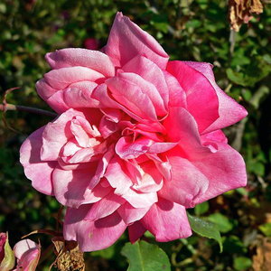 595px-rosa_archiduc_joseph_1.jpg