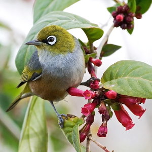 599px-silvereye.jpg