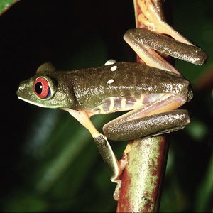 602px-agalychnis_callidryas.jpg
