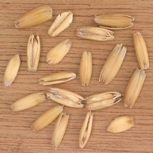 606px-haverkorrels_avena_sativa.jpg
