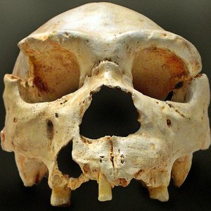 620px-homo_heidelbergensis-cranium_-5.jpg