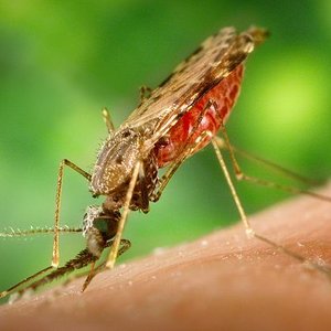 640px-anopheles_albimanus_mosquito.jpg