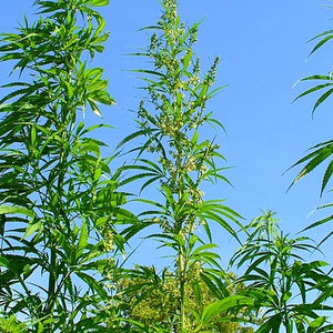 640px-cannabis_sativa_001.jpg