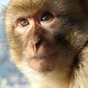 640px-gibraltar_barbary_macaque.jpg