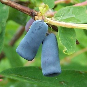 640px-lonicera_coerulea_a3.jpg