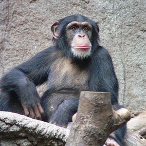 640px-schimpanse_zoo_leipzig.jpg