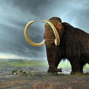 640px-woolly_mammoth.jpg