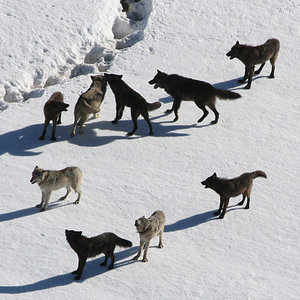 640px-yellowstone_wolves.jpg