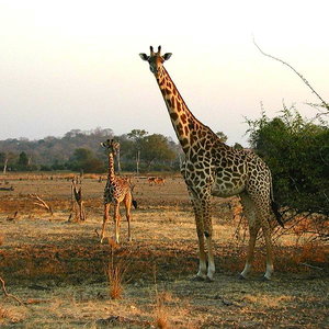 675px-giraffen.jpg