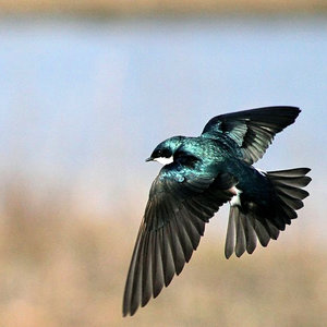 684px-tachycineta_bicolor_-central_new_york_usa_-flying-8.jpg