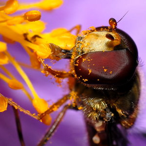 750px-Episyrphus_balteatus_-_head_close-up_aka.jpg