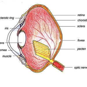 758px-birdeye.jpg