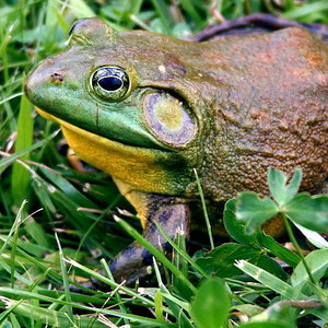775px-North-American-bullfrog1.jpg