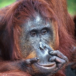 780336-3-l-orang-outan-victime-de-la-deforestation.jpg