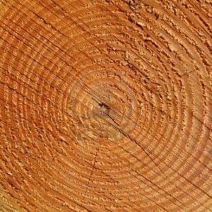 7917329-texture-de-cernes-annuels-des-arbres-de-fermer-patron.jpg
