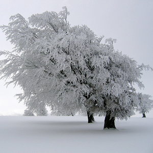 798px-Windbuchencom.jpg