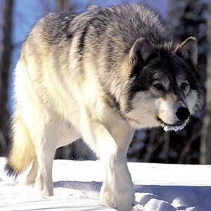 800px-Canis_lupus_265b.jpg