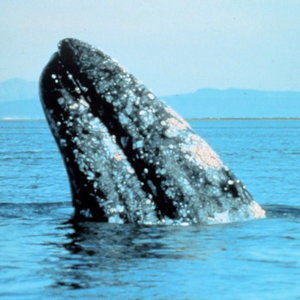 800px-Gray_whale.jpg