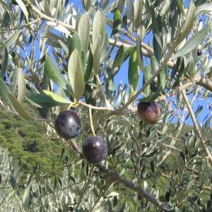 800px-Olives1.jpg