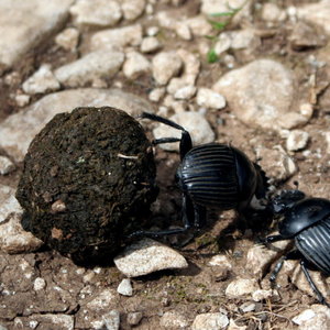 800px-Scarabaeus_laticollis_2.jpg