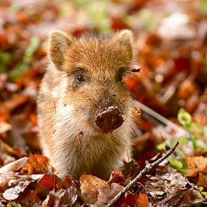 800px-Sus_scrofa_piglet-2.jpg