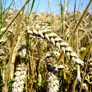 800px-Wheat_close-up.JPG